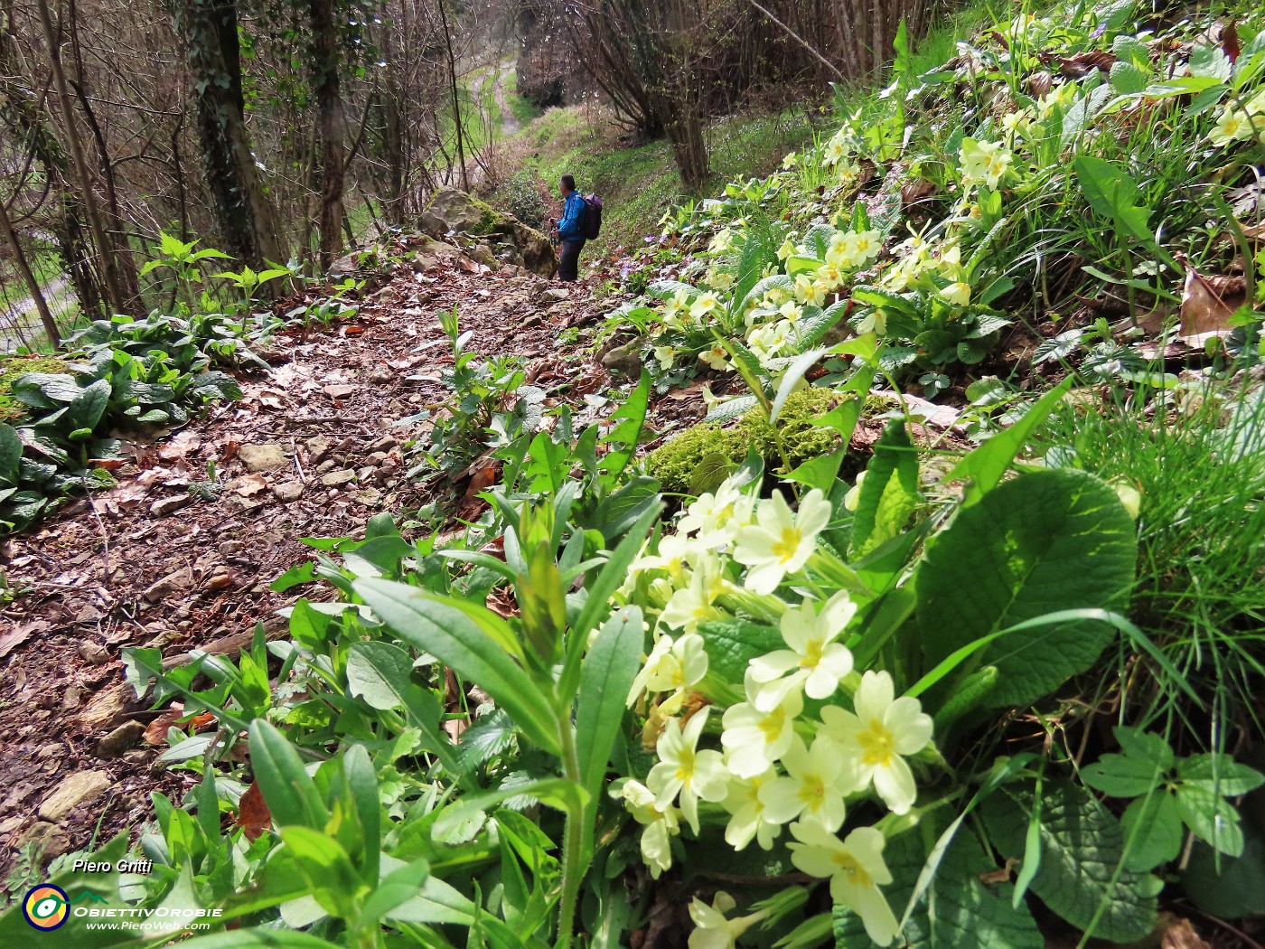 68 Primula vulgaris-Primule.JPG